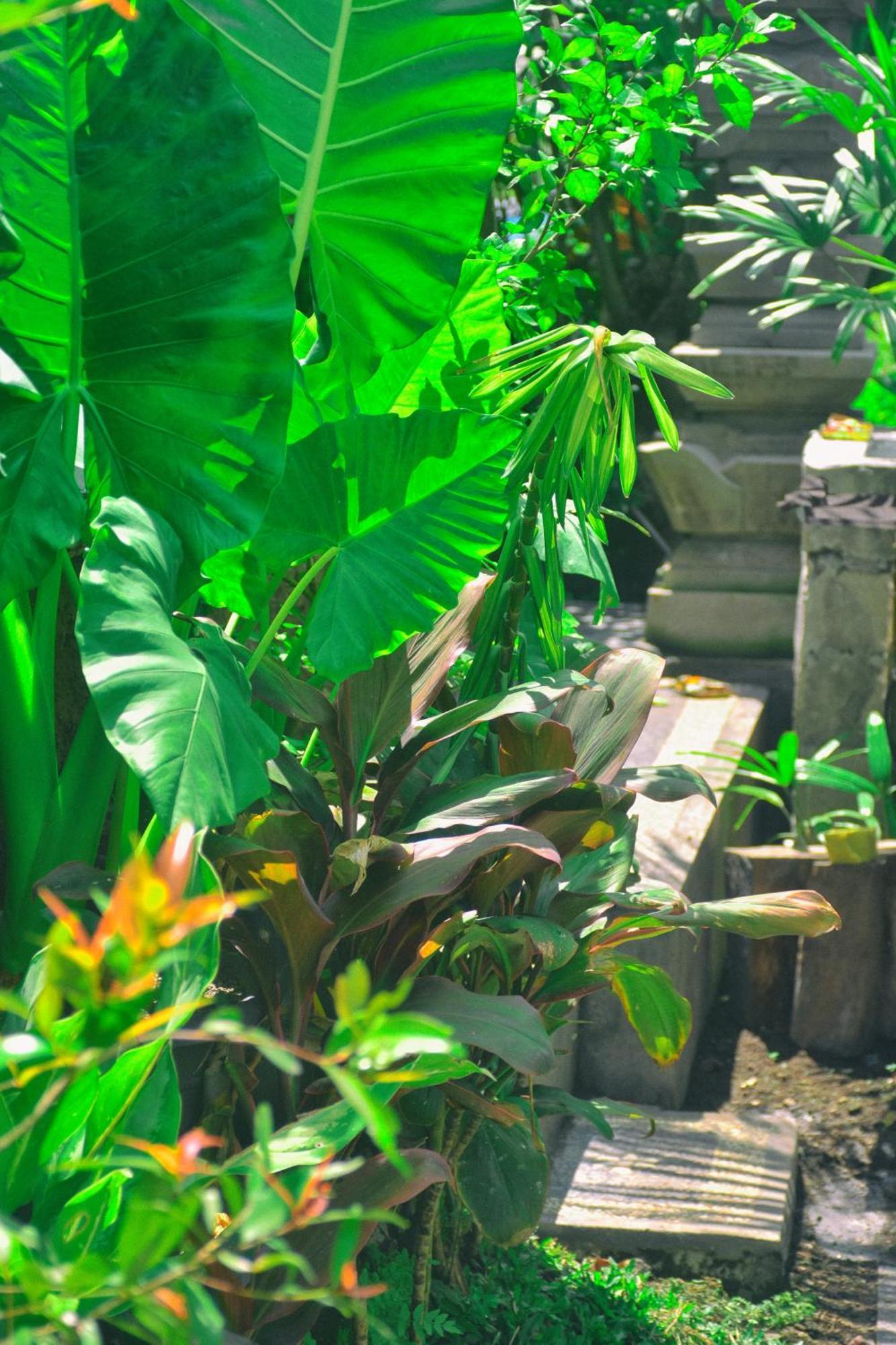 Ume Sita Villa And Homestay Ubud Zewnętrze zdjęcie